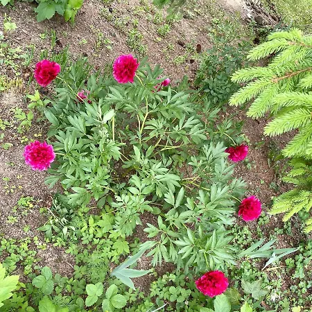 Freiblick 1 Bad Glbg Mit Garten Top1 * Bad Gleichenberg